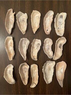 3-4” Flat Oyster Shells (15) - Cleaned & Ready for Crafting!